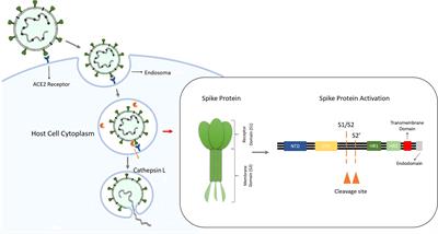 Cathepsin L in COVID-19: From Pharmacological Evidences to Genetics